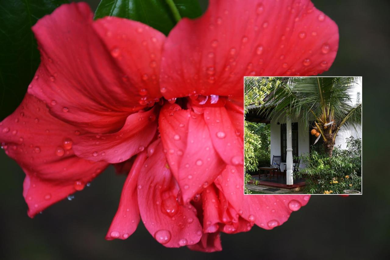 Bay Hill Guest House 坦加拉 外观 照片